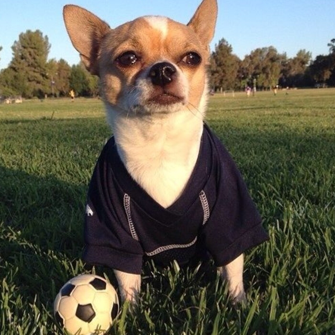 Semental Chihuahua