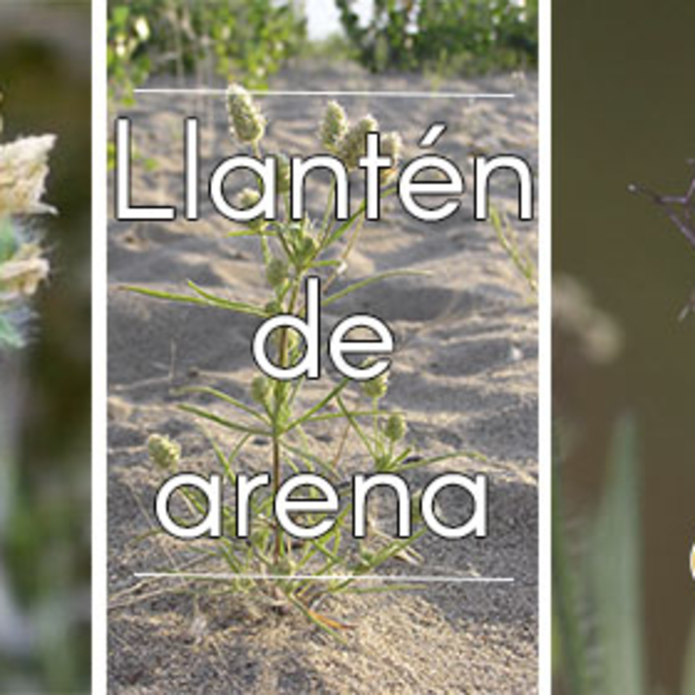 El Ángel de tu Salud - LLANTÉN DE ARENA II