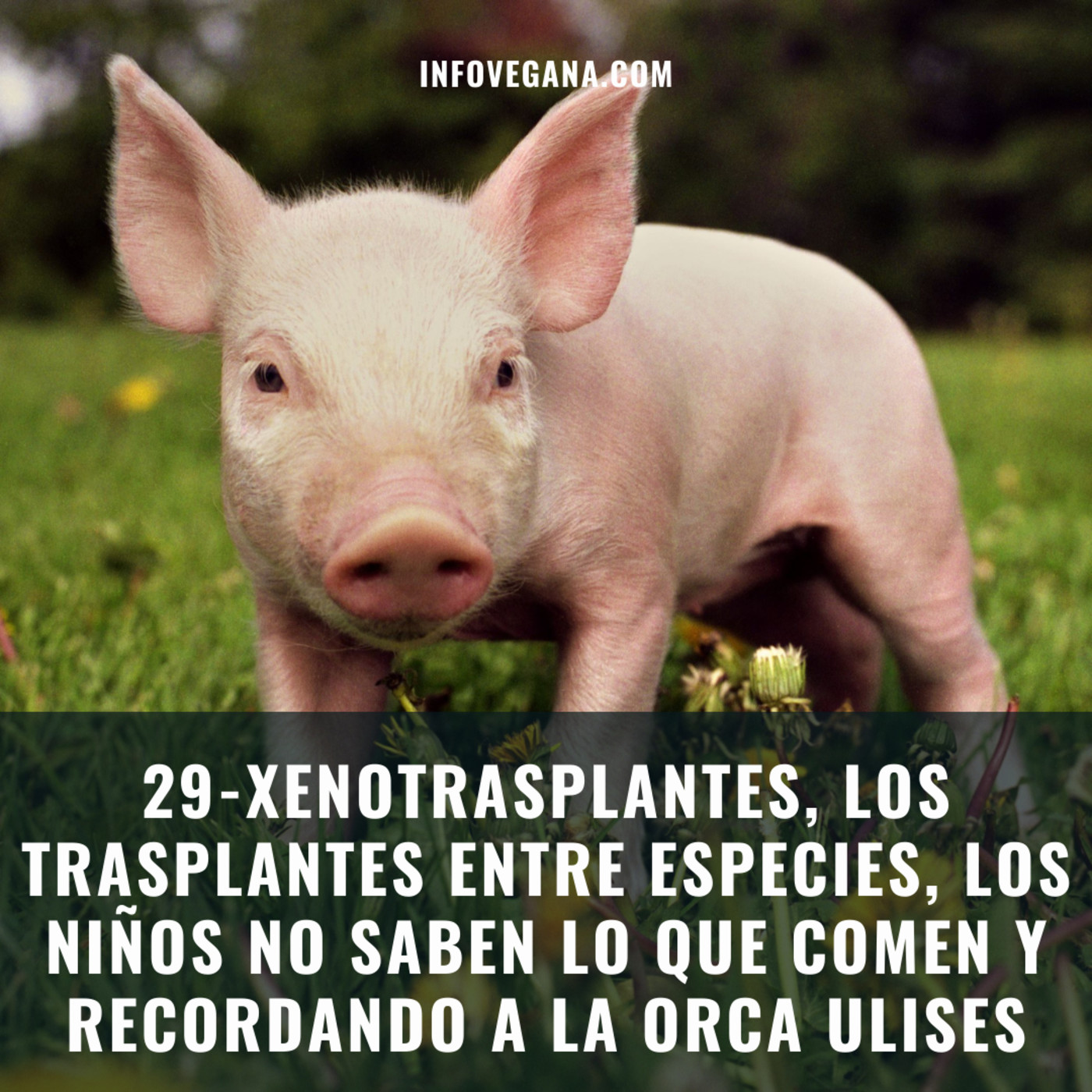 Infovegana, podcast de veganismo y sostenibilidad