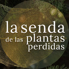 El guardián de los umbrales: Cupressus sempervirens {La Senda de las Plantas Perdidas}