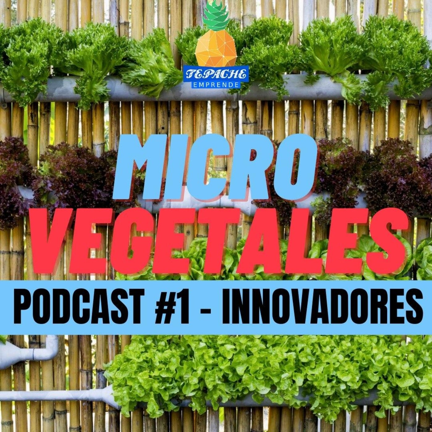 Innovadores: Micro vegetales