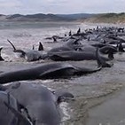 La voz de la noche. Varamiento ballenas. Ana Aceves.