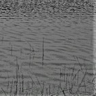 embed image