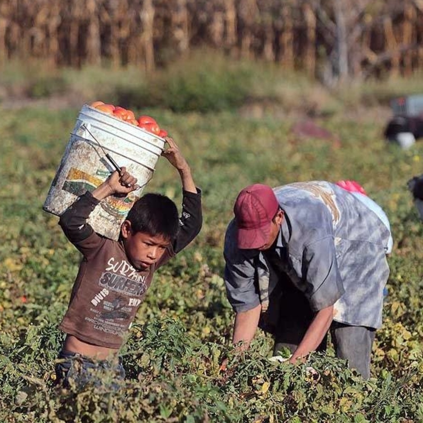 Un lustro de Mixtecos y Migrantes