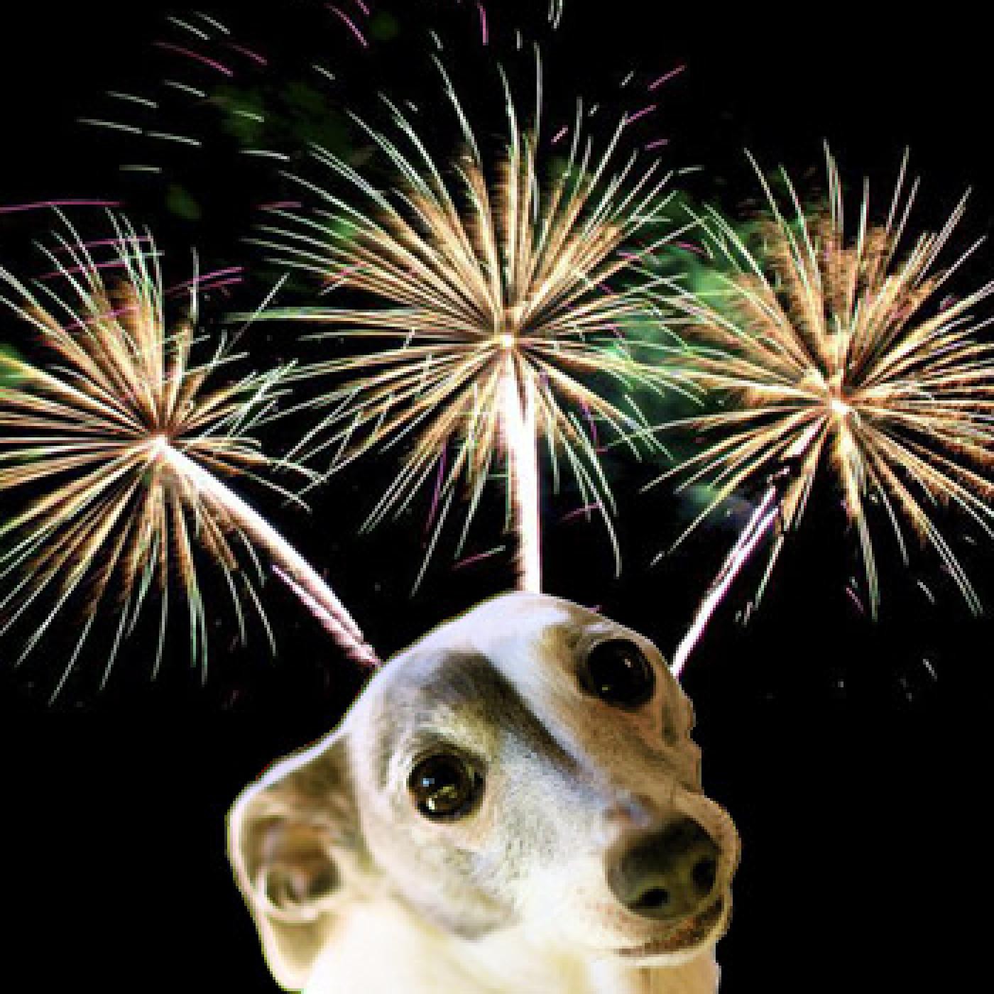 Campaña de Protección a los animales en las fiestas de fin de año episode artwork
