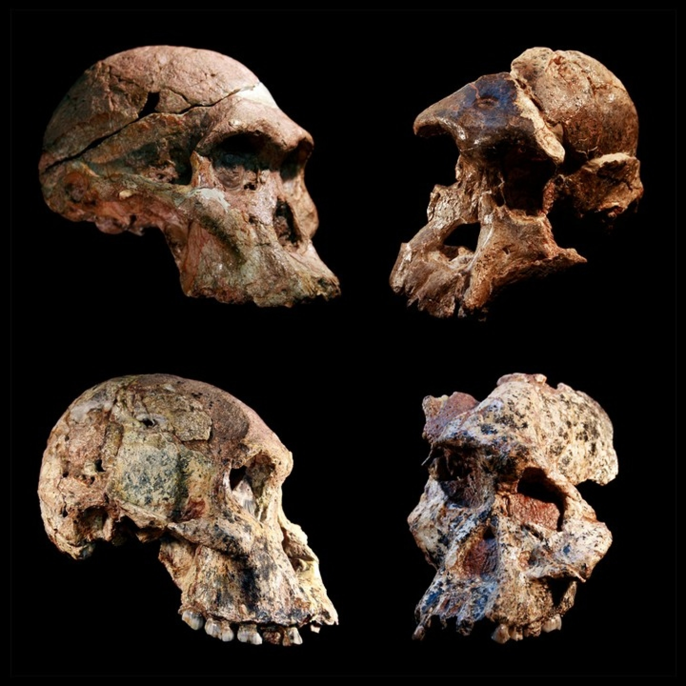 498 - El Origen Humano - Episodio exclusivo para mecenas