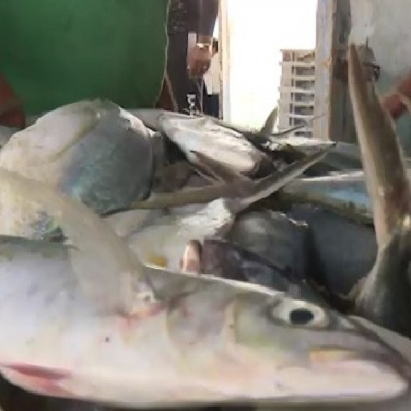 Potencian trabajadores de la pesca en Las Tunas un mayor crecimiento económico-productivo episode artwork