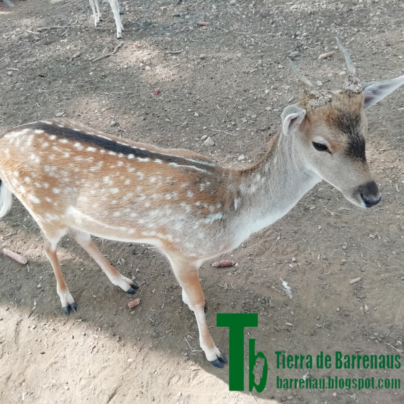 Tierra de barrenaus