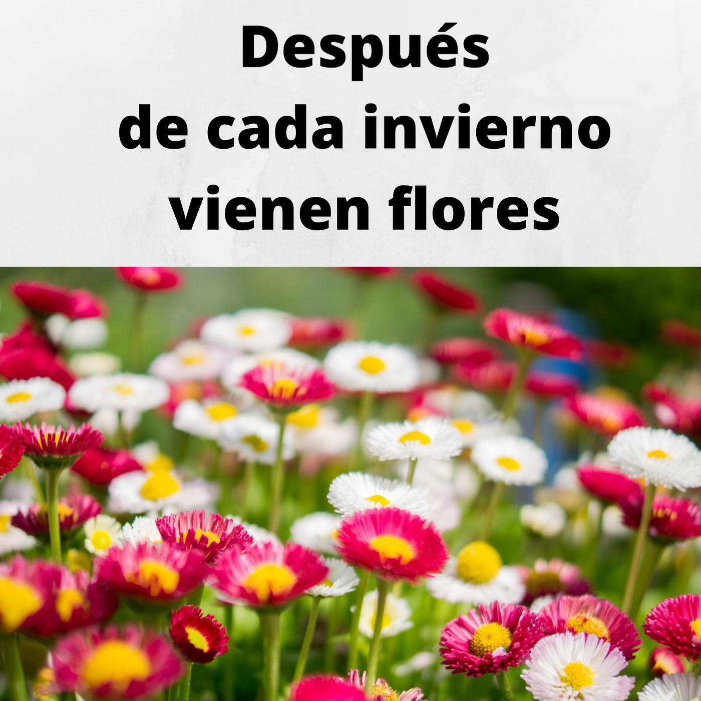 Después de cada invierno, vienen flores