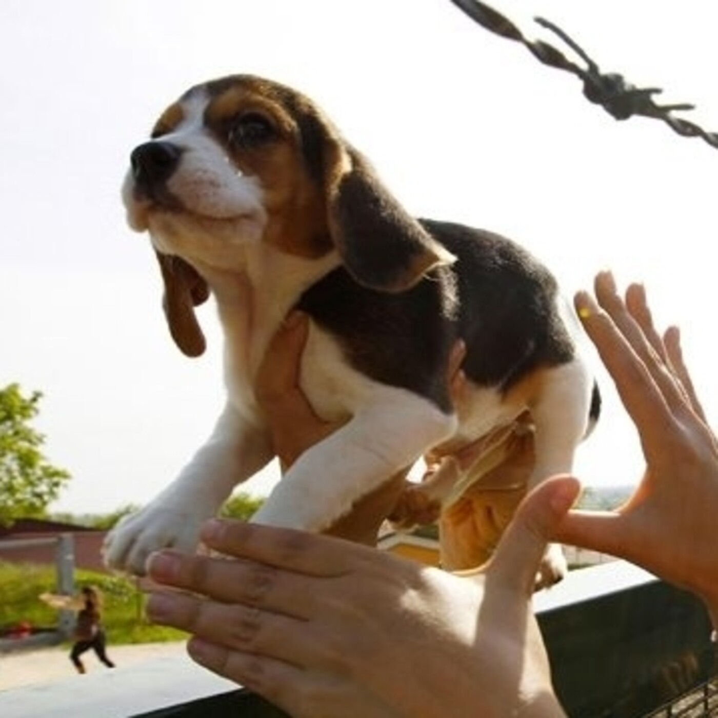 #44 Breve retrospectiva sobre la antivivisección