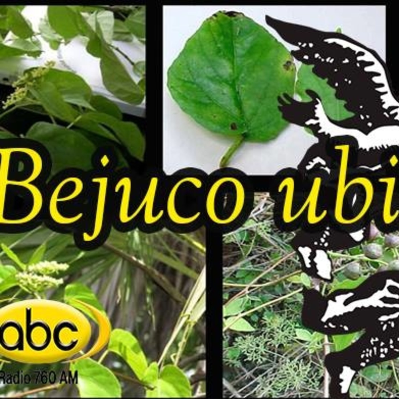 El Ángel de tu Salud- BEJUCO UBÍ episode artwork