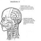 23. Tres posturas de respiración testicular
