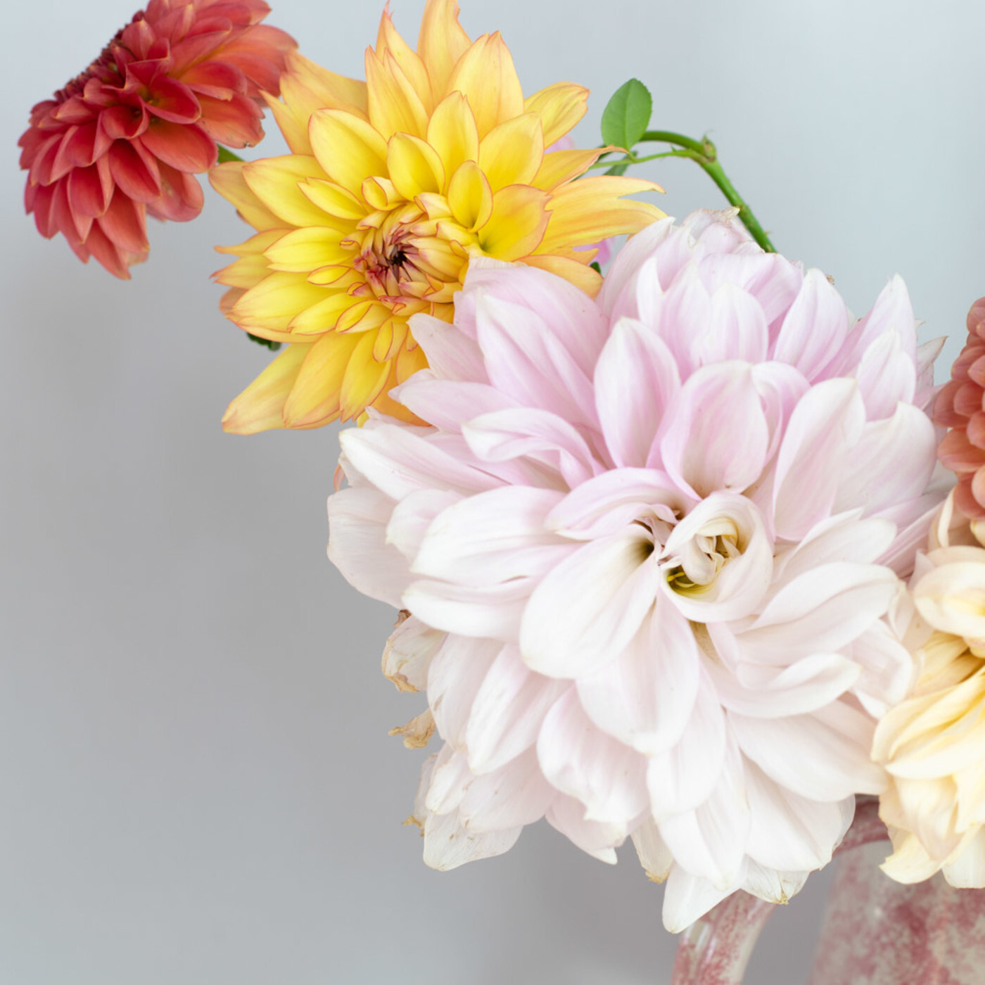 El podcast de las flores. 18 pétalos
