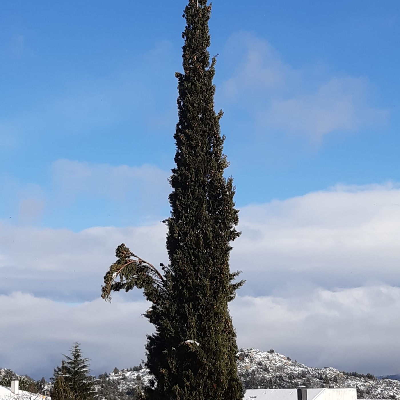 Voces desde la cuarentena