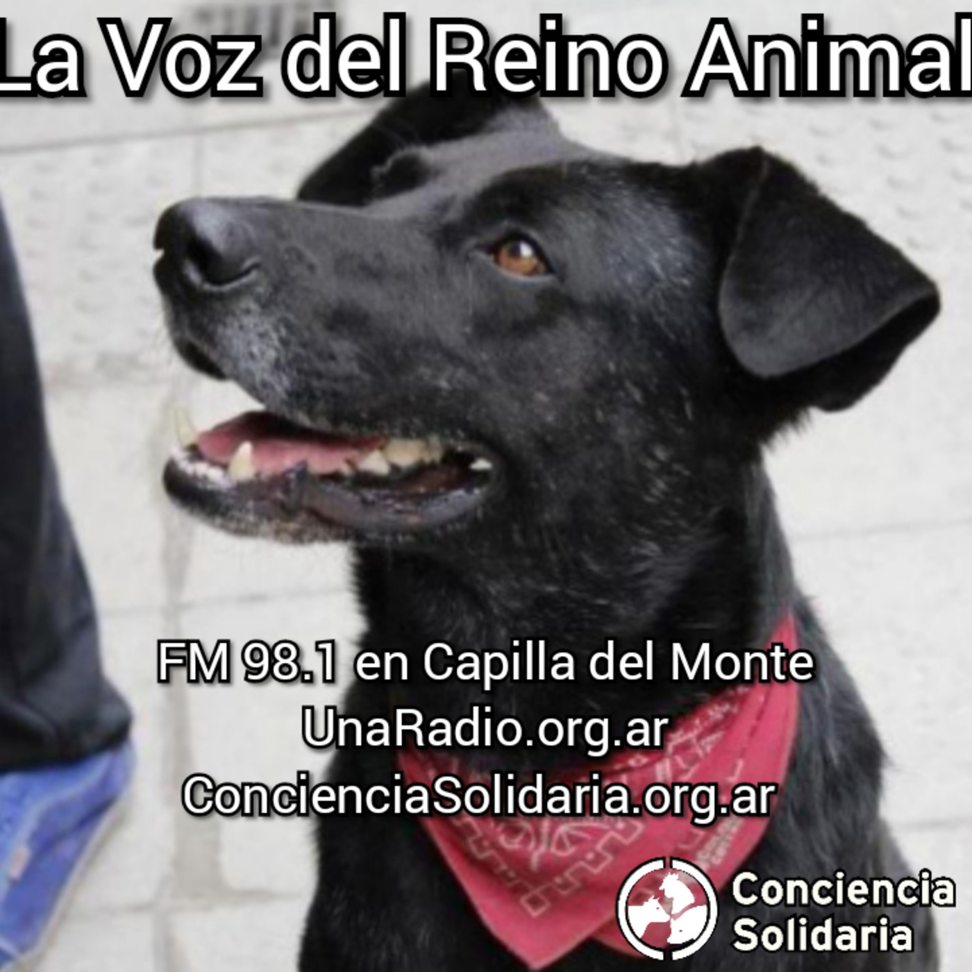 Extracto de #LaVozDelReinoAnimal 18.11.19 episode artwork