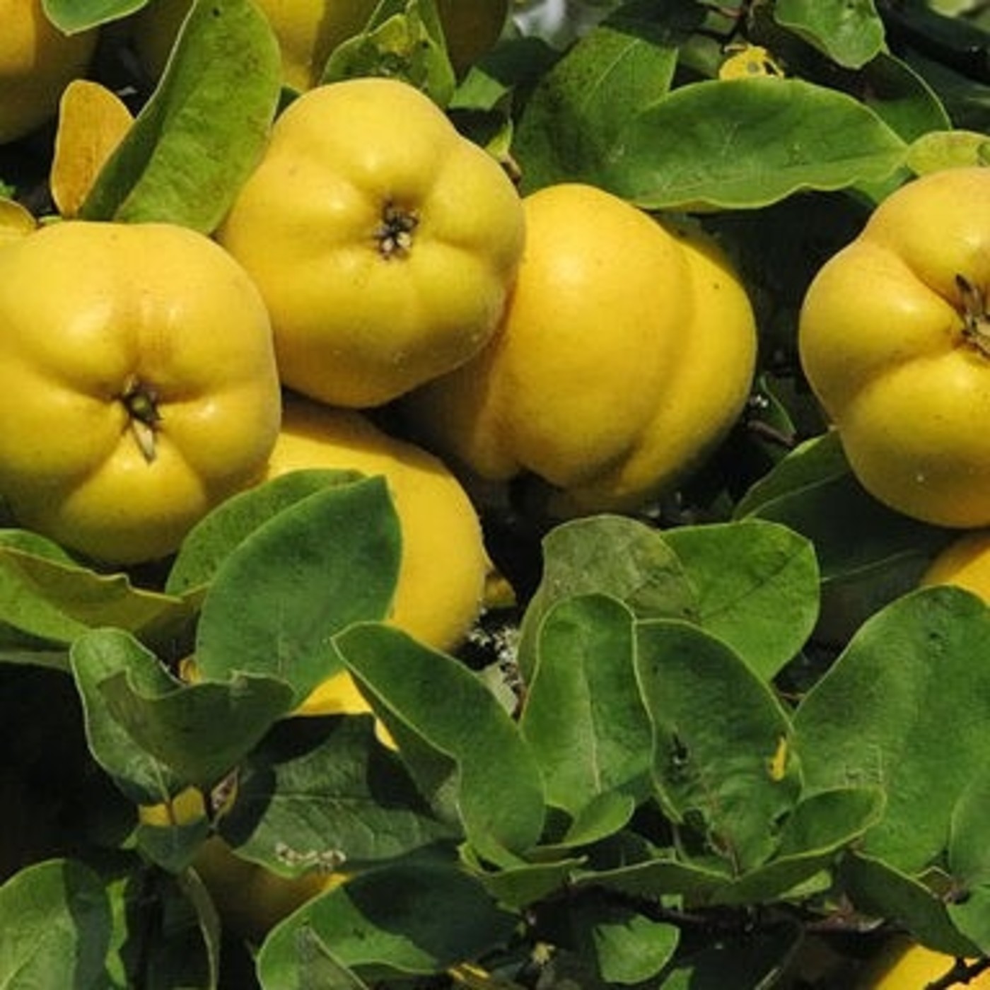 Podcast de Informe Granjero