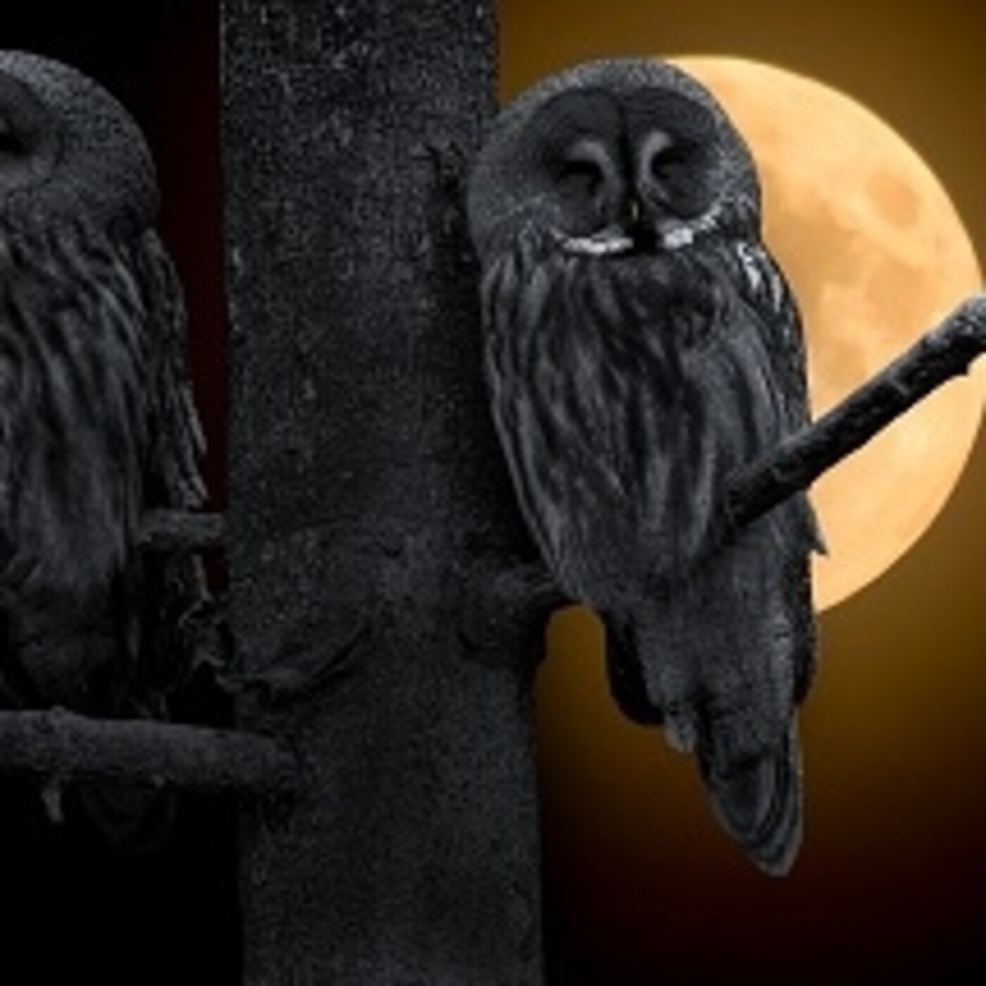 NOCHES DE LUNA