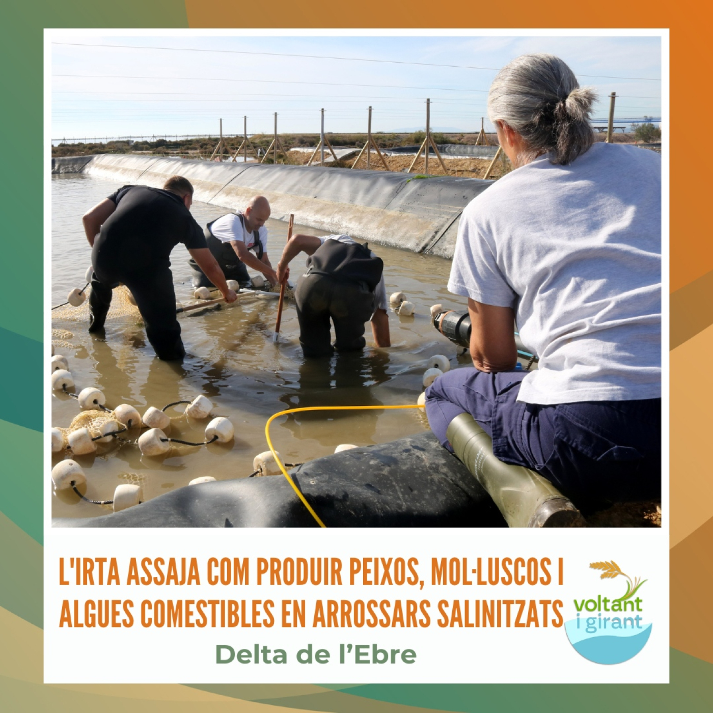 L'IRTA assaja com produir peixos, mol·luscos i algues comestibles en arrossars salinitzats episode artwork