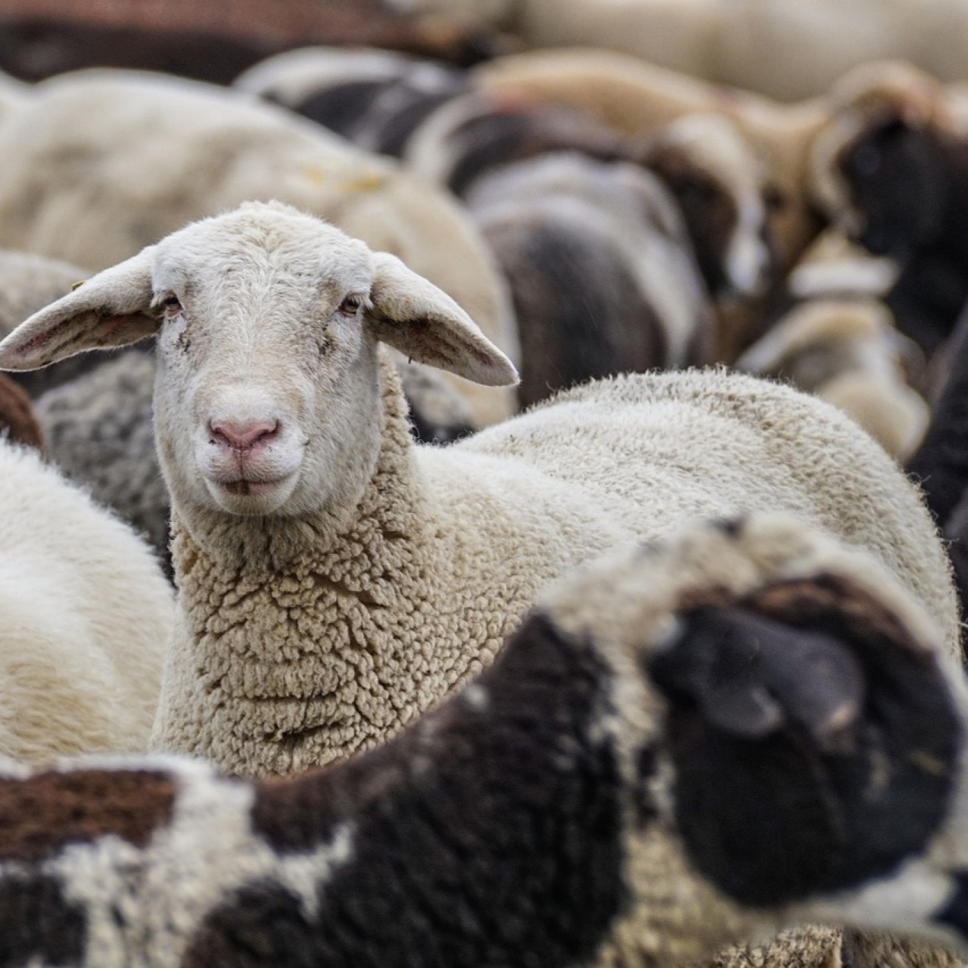 Podcast de lavozdepuertollano