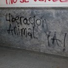 5. Entrevista a compa sobre anti-especismo en la región uruguaya.