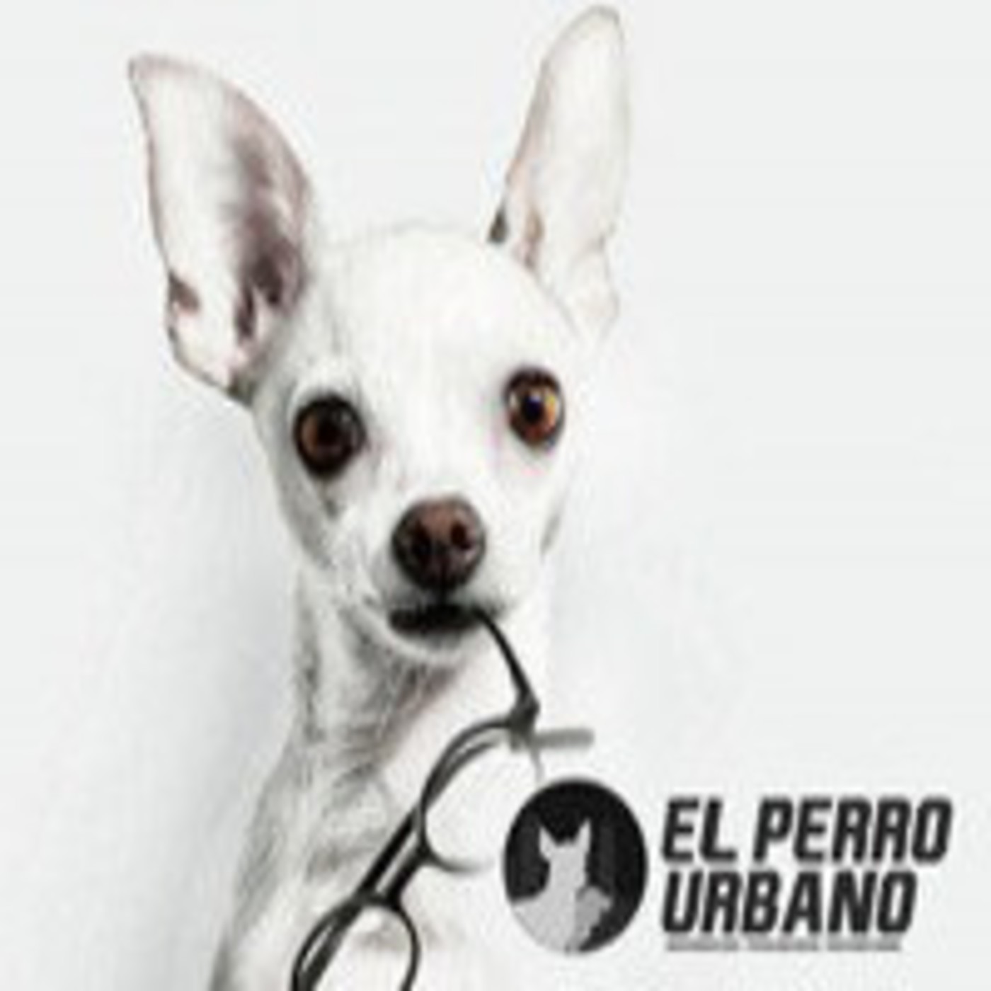 El perro urbano en laoncediez