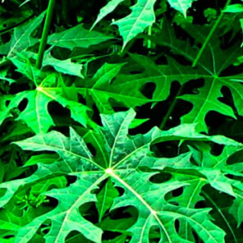 embed image