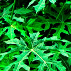 embed image