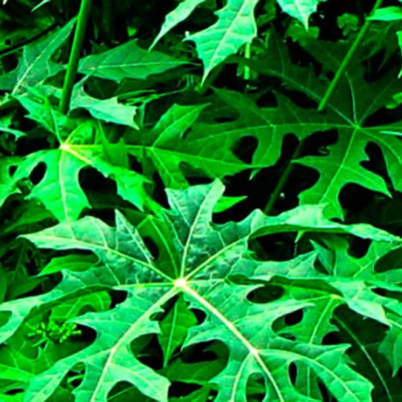 La Solución Natural: La Chaya o Salva Hombre, una planta poderosa episode artwork