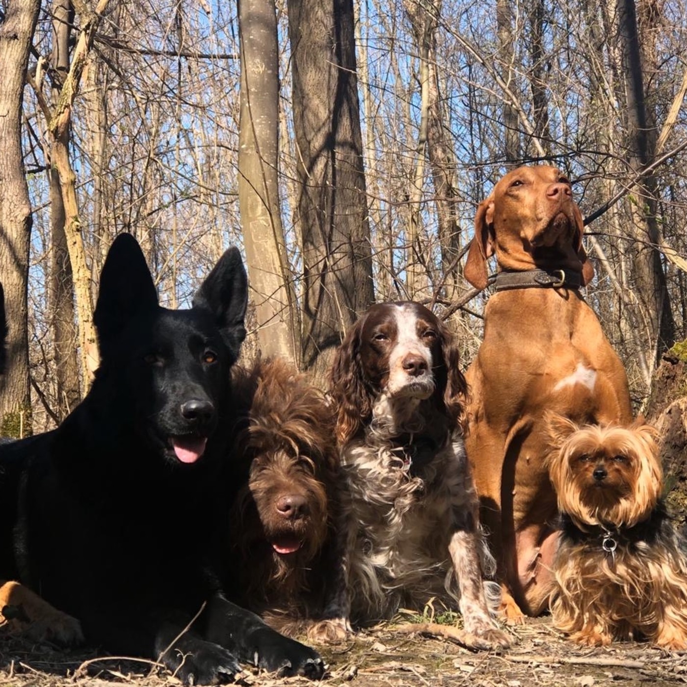 La Ciudad de Los Perros Radio