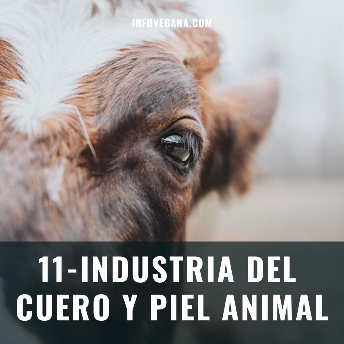 11 - CUERO Y PIEL ANIMAL | Infovegana, el podcast episode artwork