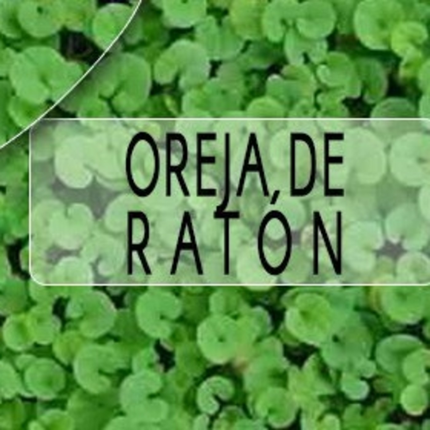 El Ángel de tu Salud - OREJA DE RATÓN III episode artwork