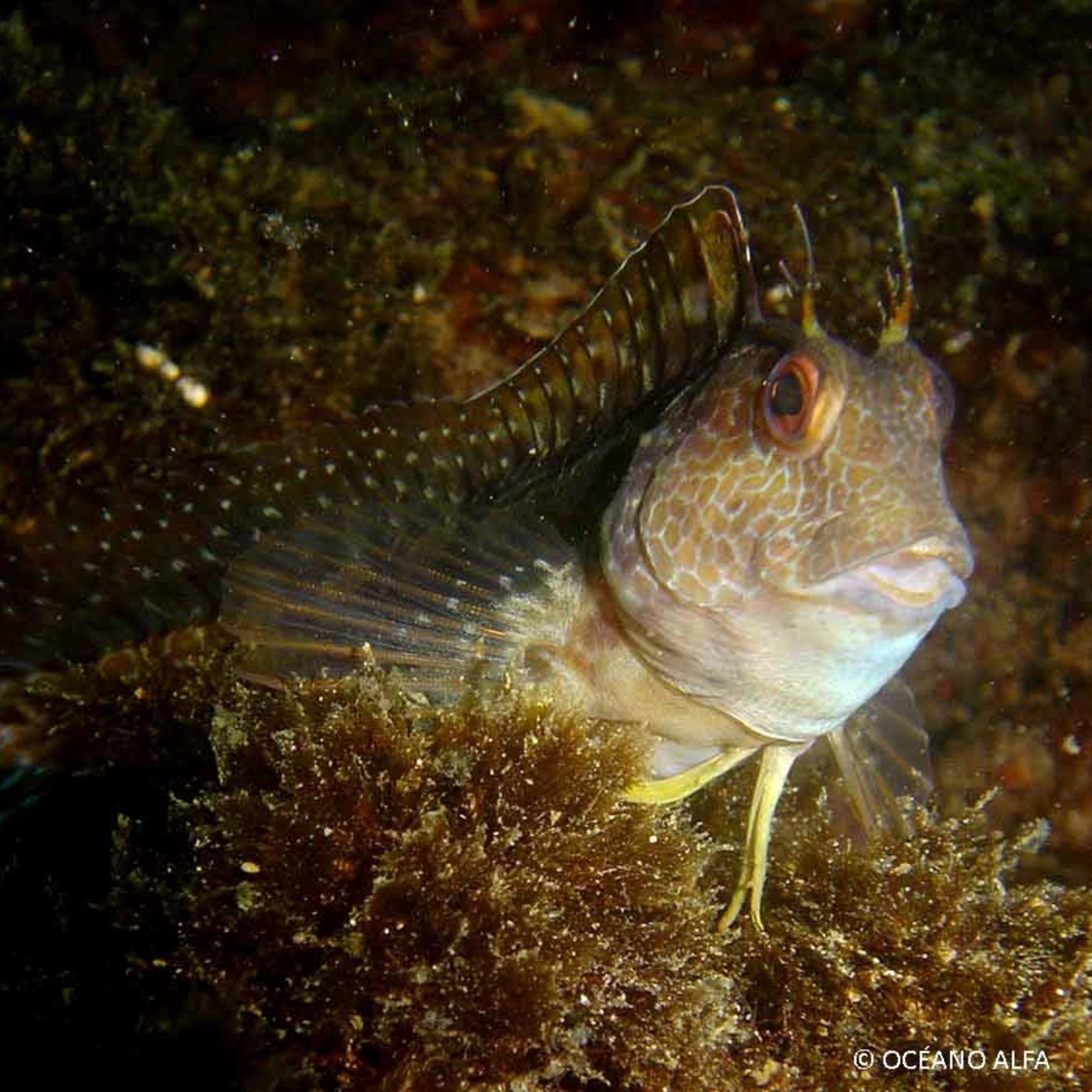 Al otro lado del espejo - Materia reservada