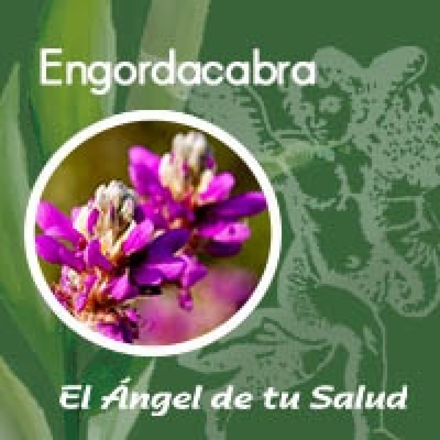 El Ángel de tu Salud - Engordacabra** episode artwork