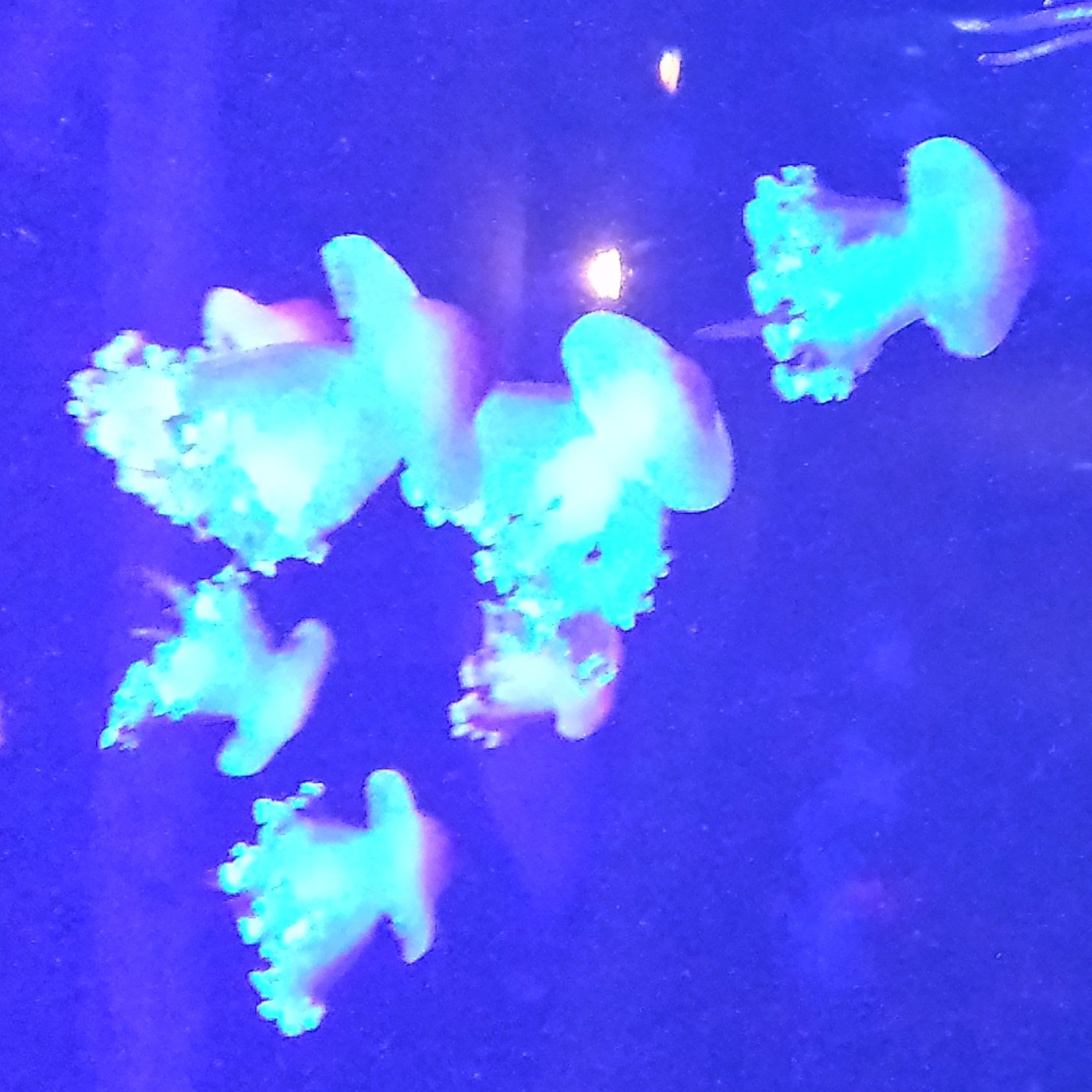 Nuestra Mente es Maravillosa