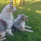 Más de treinta perros se dan cita en Canimellera