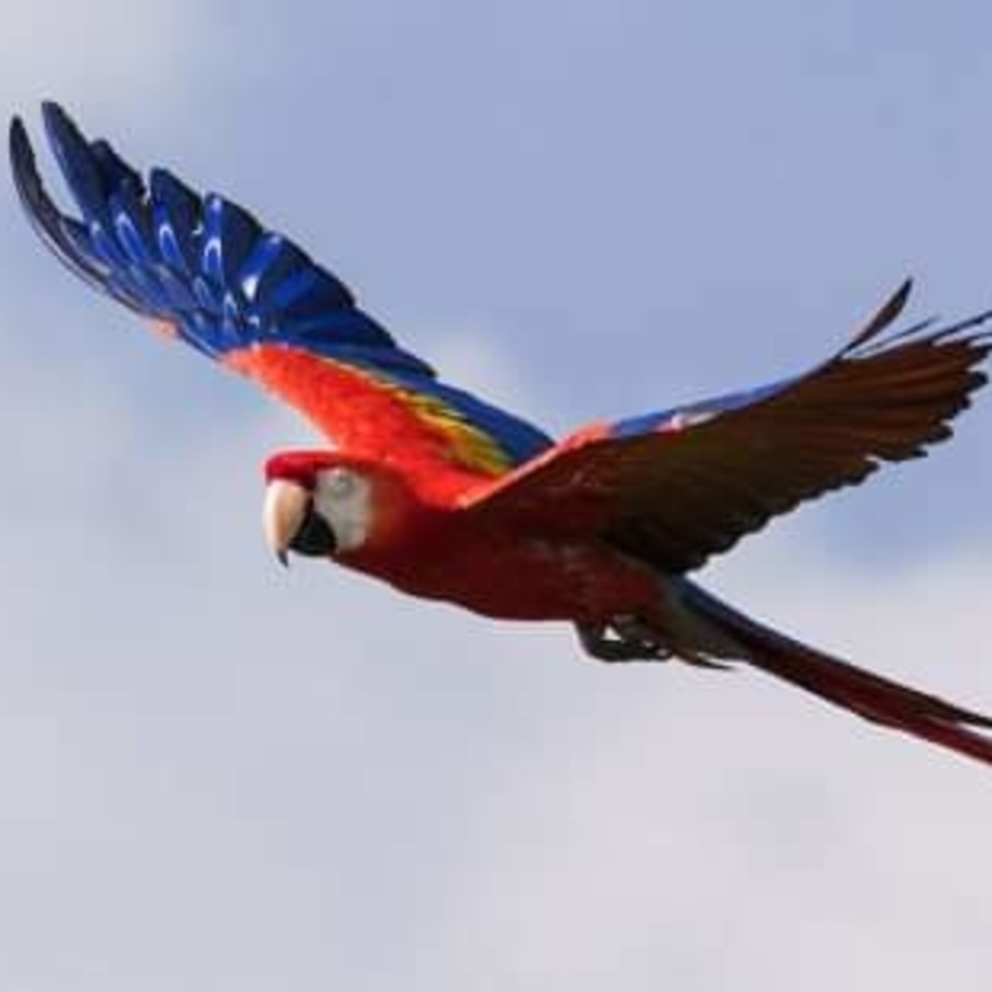 Fénix Tricolor