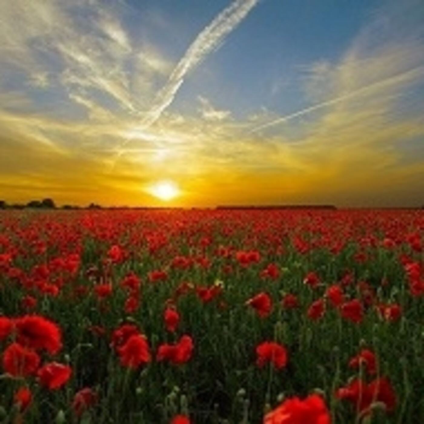 AMOR EN VERSO