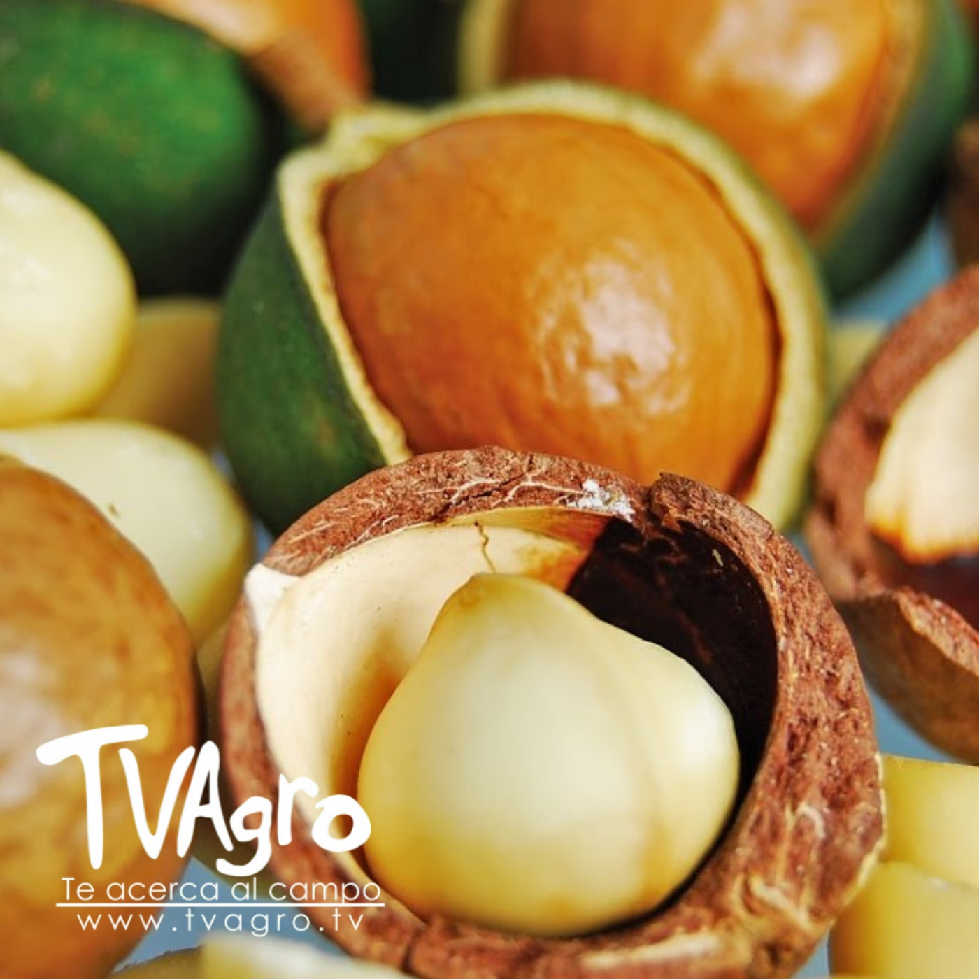 TV AGRO