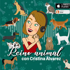 AVADA, abogados en Defensa y Derechos de los Animales con Amparo Requena