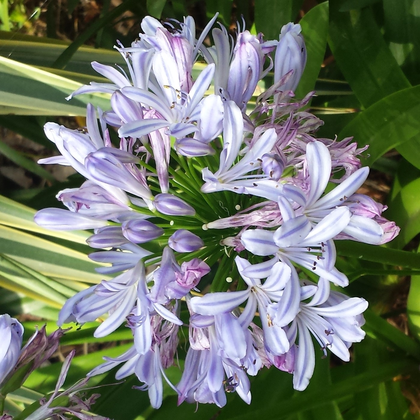 Nuestra Mente es Maravillosa