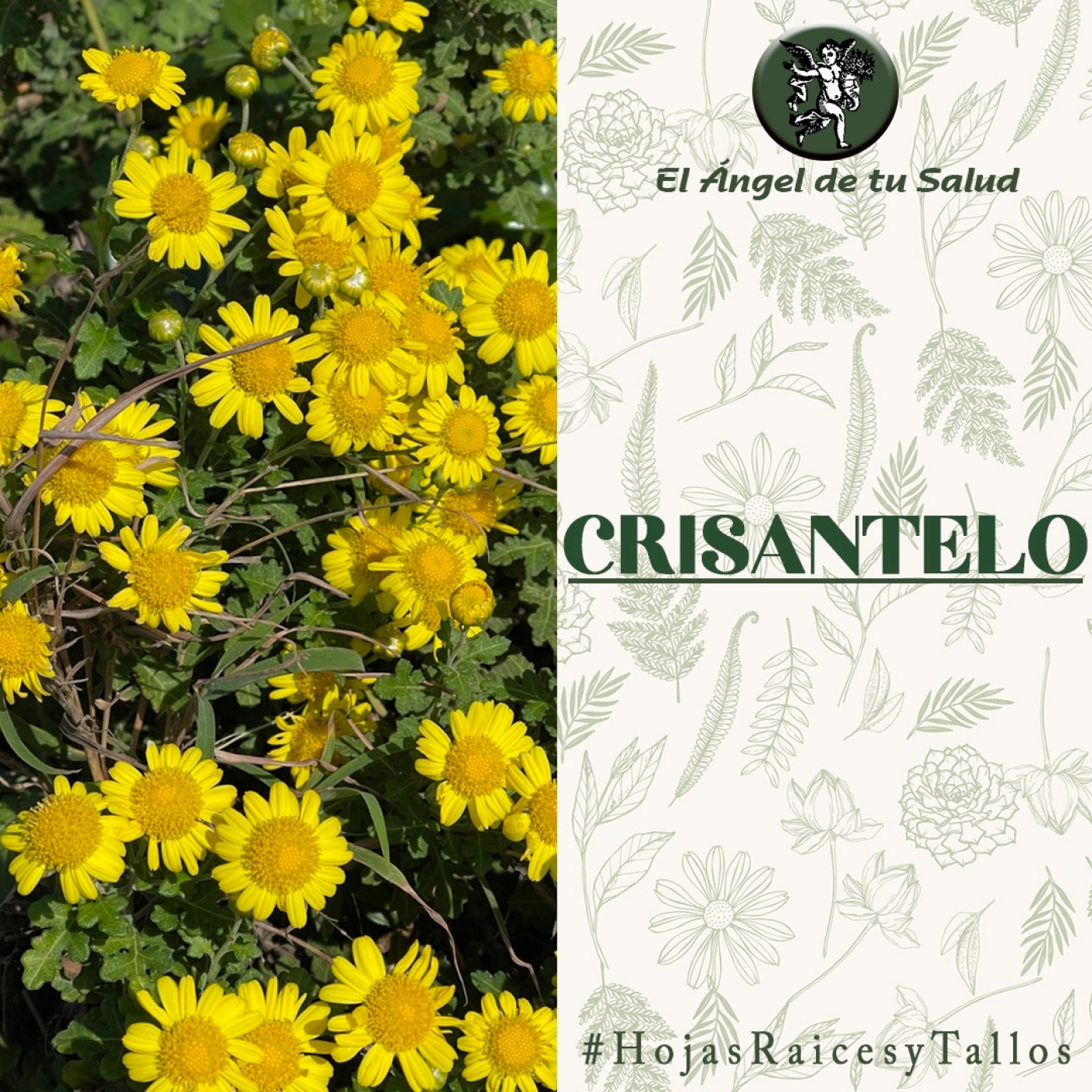 El Ángel de tu Salud - Crisantelo** episode artwork