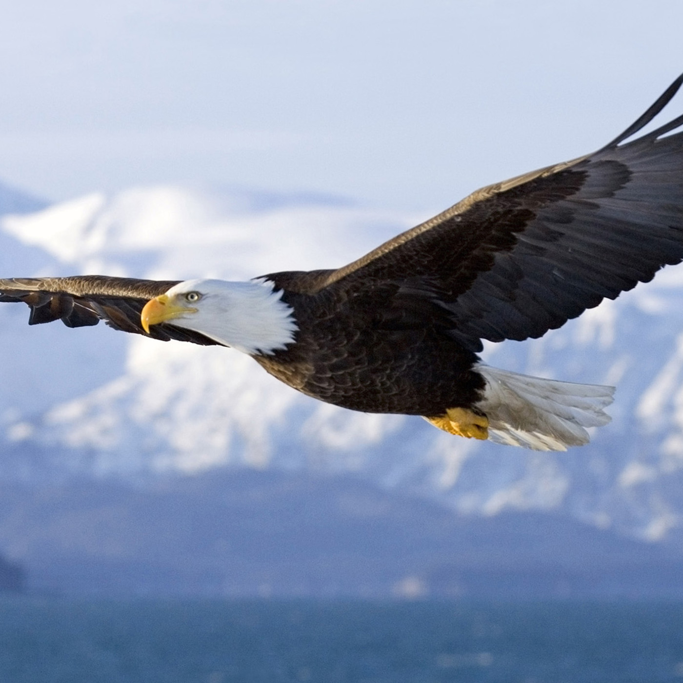 Eagles BL