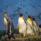 Perpetuum Mobile. Episodio 65. 20 años sin Simon Jeffes, fundador de la Penguin Cafe Orchestra