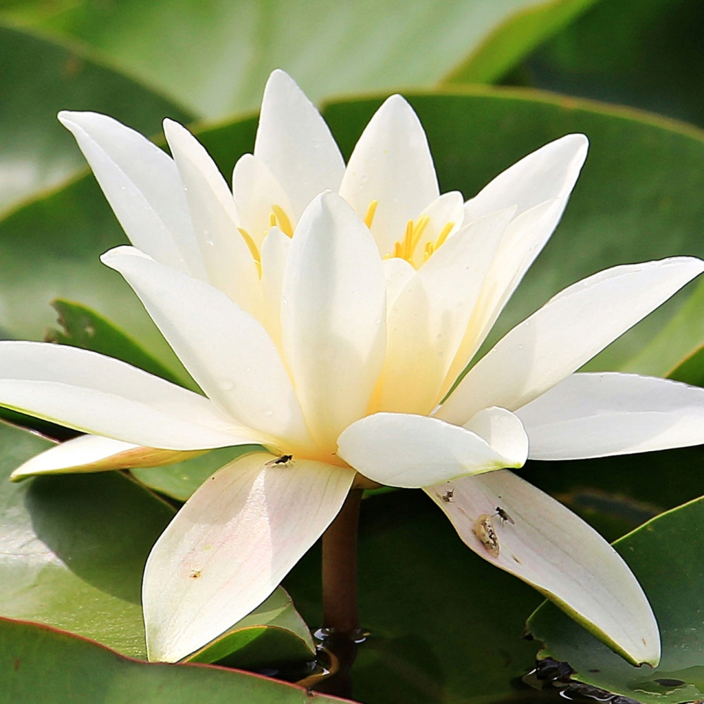 Meditación para encontrar calma y escucharte sin sobrepensar