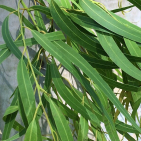 embed image