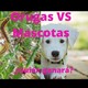 ¡Orugas vs Mascotas!