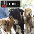 La importancia de socializar a un perro.