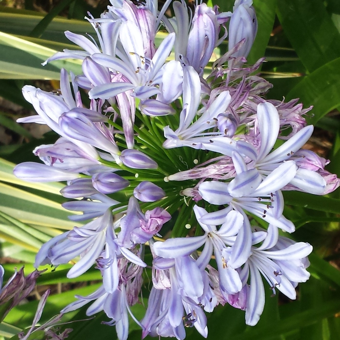 Nuestra Mente es Maravillosa