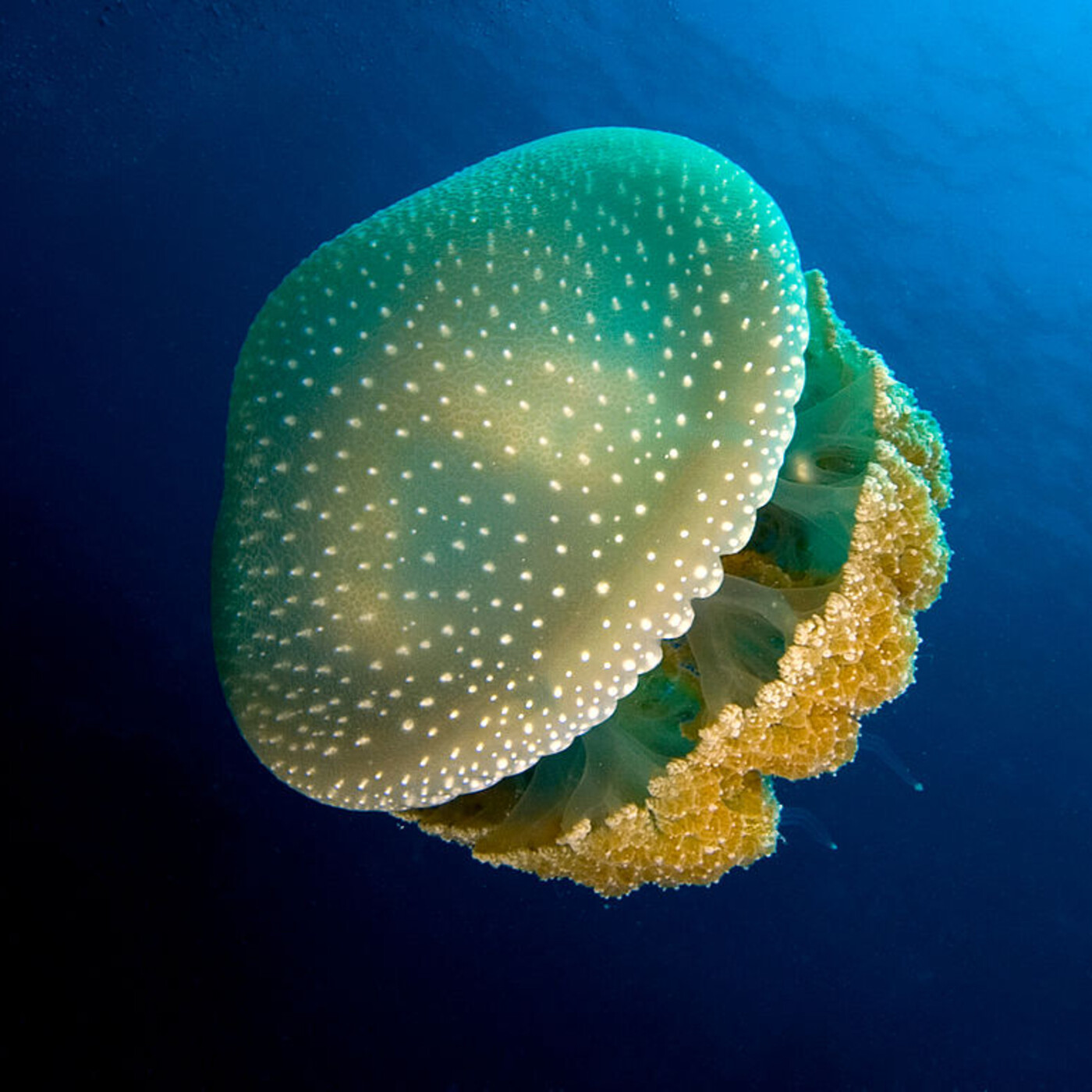 Aparici en Órbita s02e41: Las medusas, un superdepredador del pasado