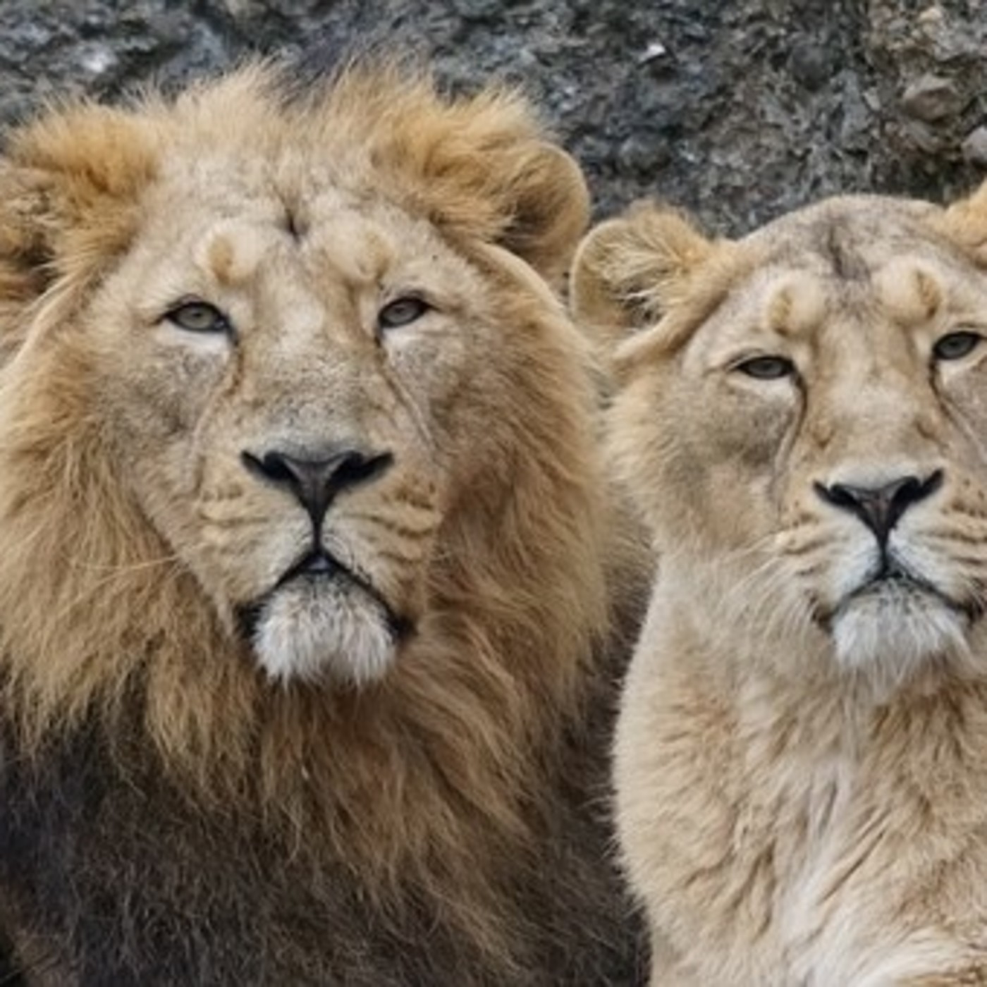 ANIMALES DE PODER